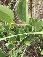 Smilax anceps Willd. resmi