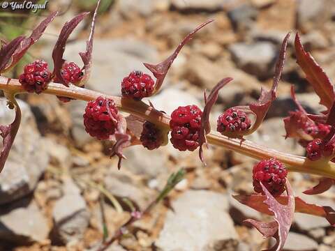 Plancia ëd Blitum virgatum L.