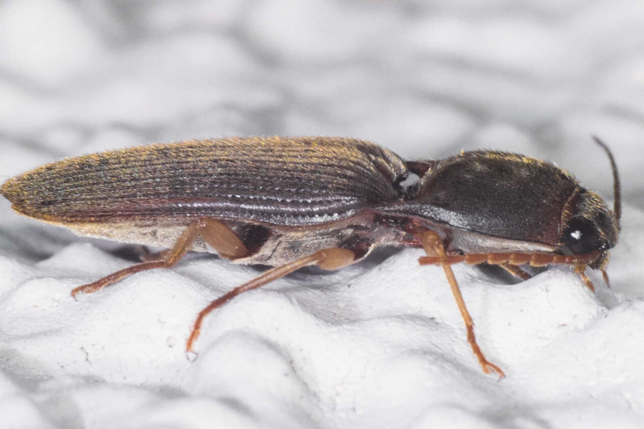 Image of Pasture Wireworm