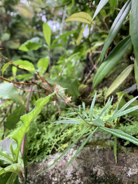 Image of Cliffside Clearweed