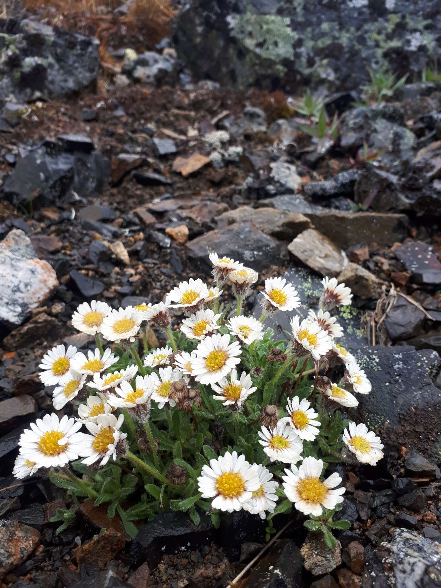 Image of Mex's fleabane