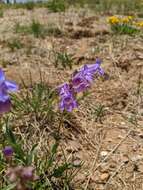 Image of Penstemon leiophyllus var. leiophyllus