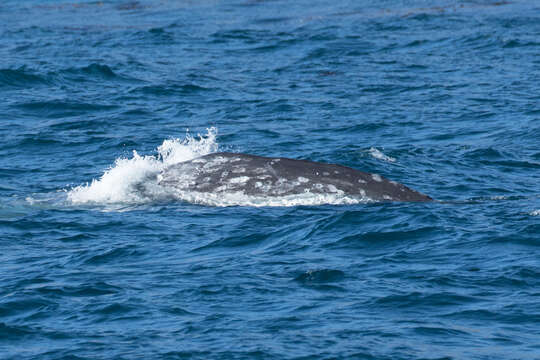 Image of gray whales