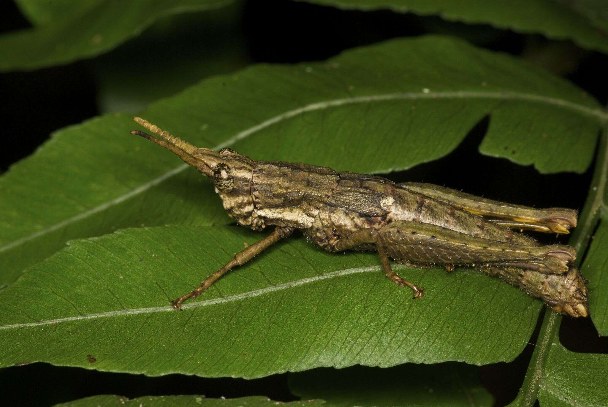 Lysacris sylvestris Descamps & Amédégnato 1972的圖片