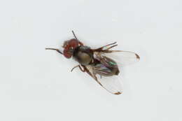 Image of Picture-winged fly