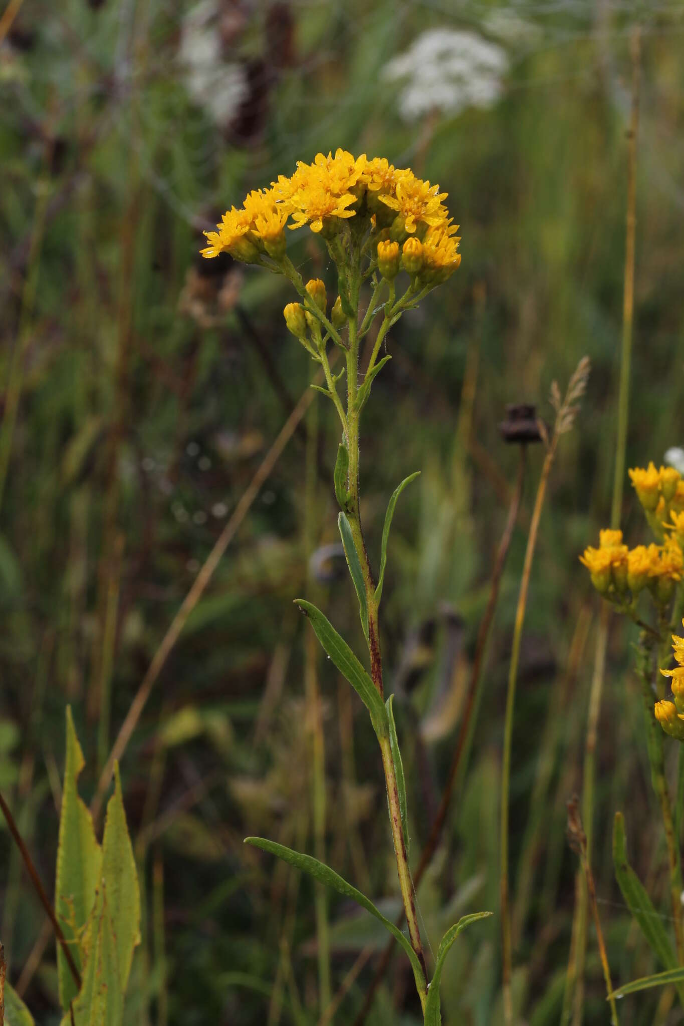 Imagem de Solidago houghtonii Torr. & A. Gray ex A. Gray