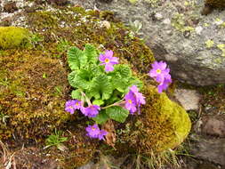 Image of Primula amoena M. Bieb.