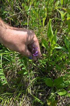 Image of American vetch