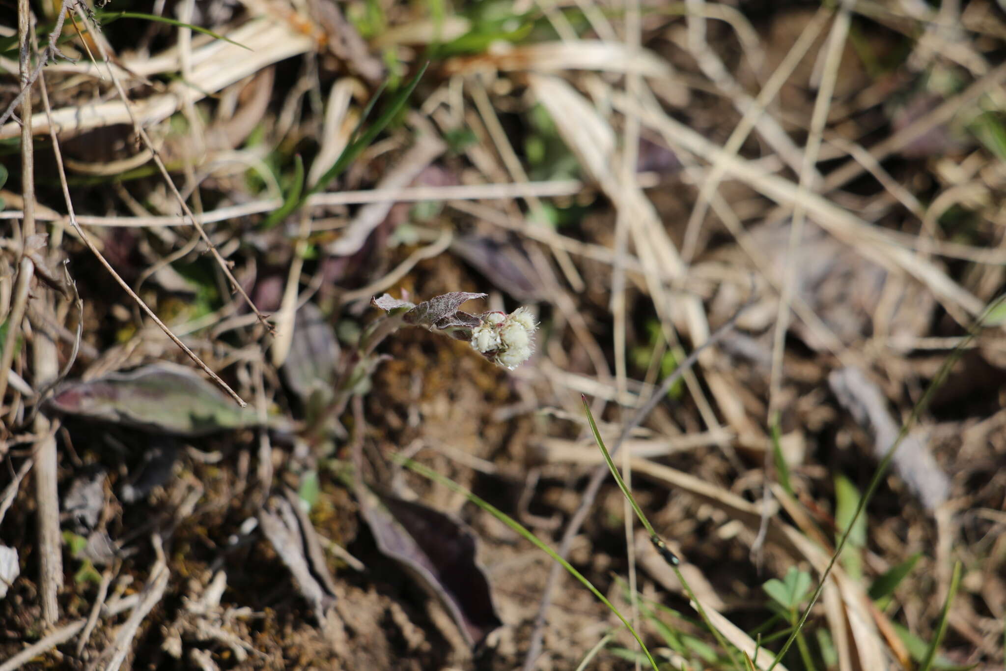 Image de Antennaria parlinii subsp. fallax (Greene) R. J. Bayer & G. L. Stebbins