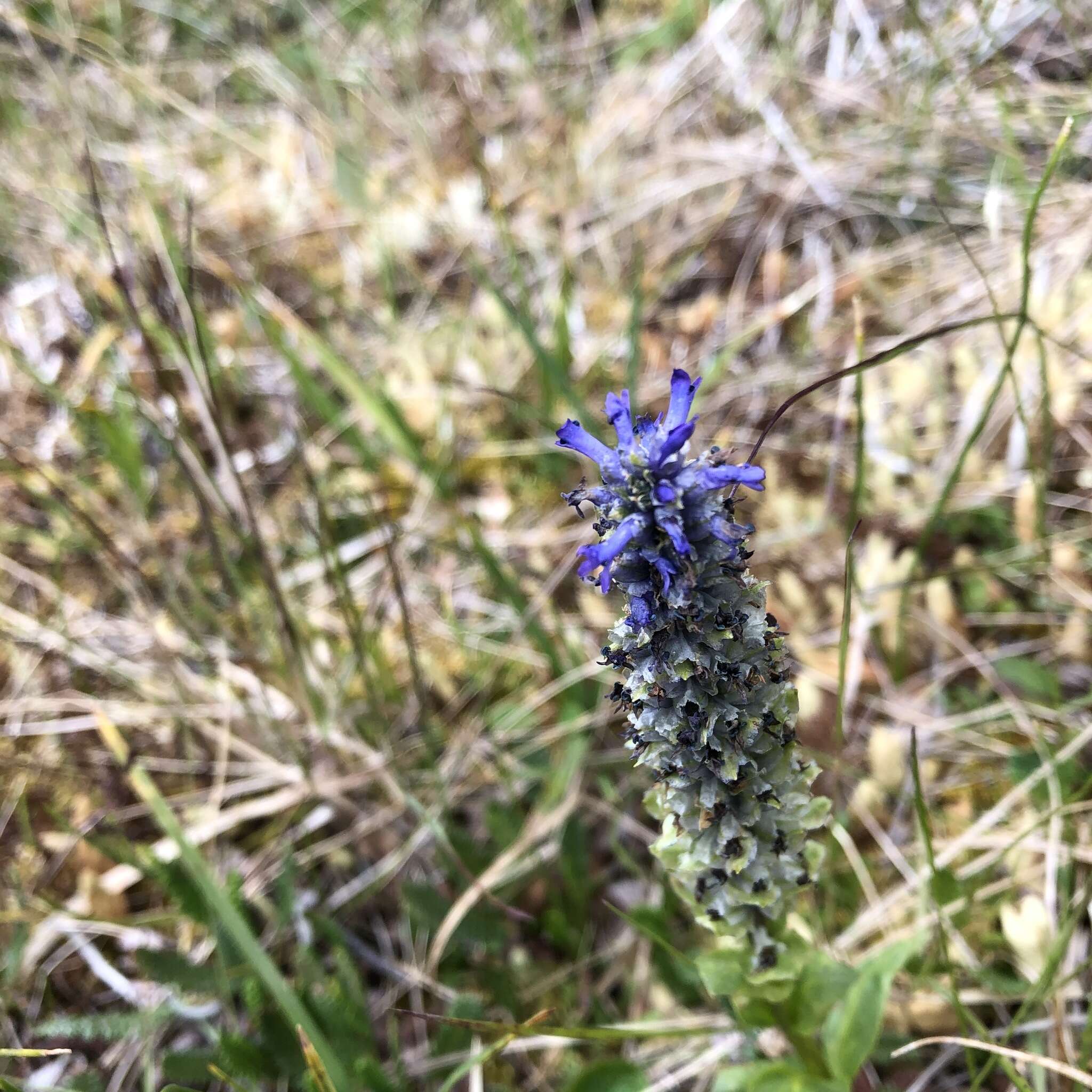 Imagem de Lagotis glauca J. Gaertn.