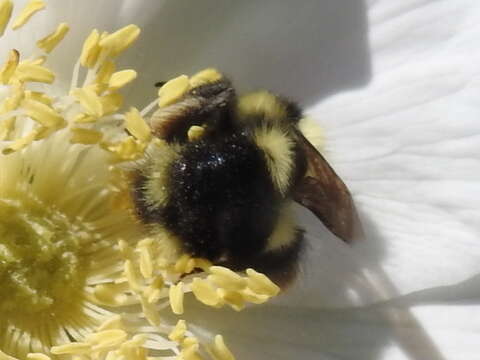 Image of Black Tail Bumble Bee