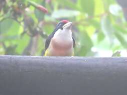 Image of White-mantled Barbet