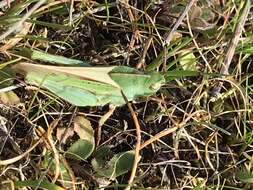 Image of Mendocino Green-striped Grasshopper