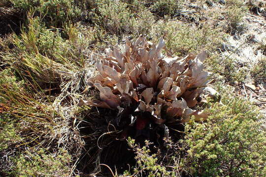 Image of Protea caespitosa Andr.