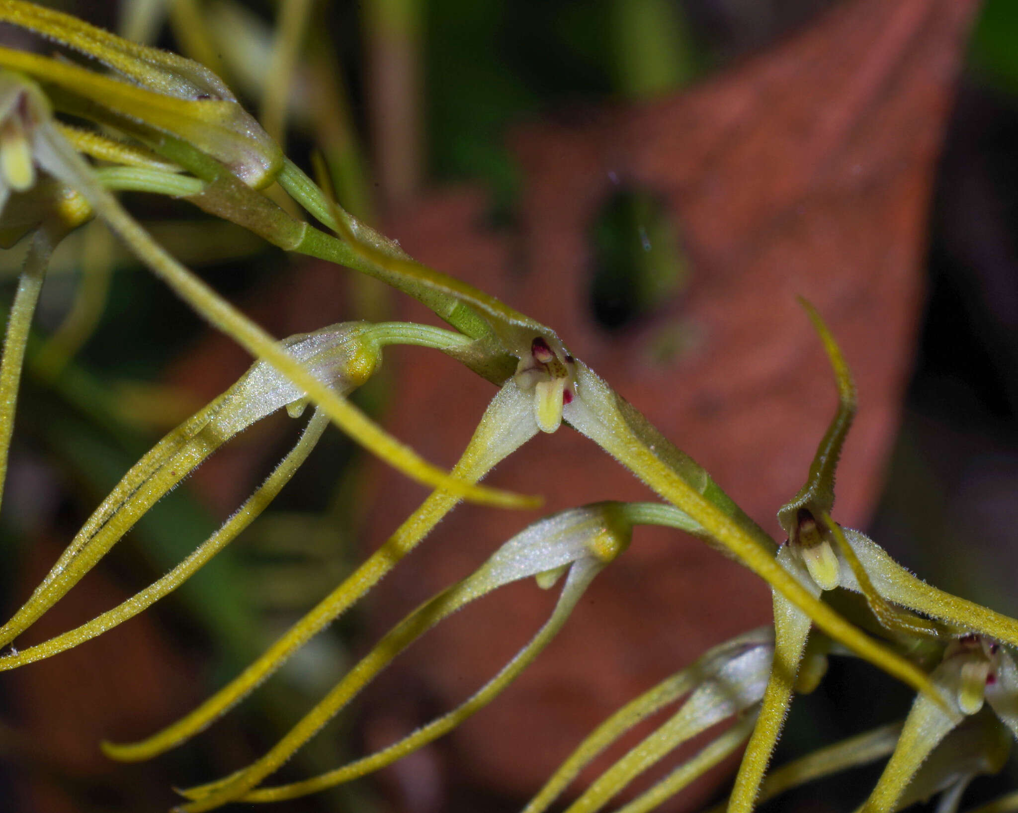 Imagem de Anathallis sclerophylla (Lindl.) Pridgeon & M. W. Chase