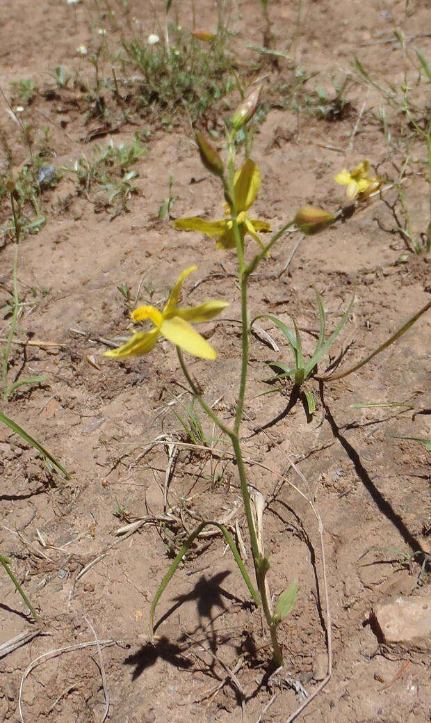 Image of Cyanella lutea subsp. lutea