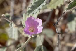 Image of Hill hibiscus