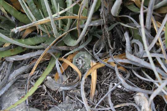 Image of Turbinicarpus schmiedickeanus subsp. jauernigii (G. Frank) D. R. Hunt