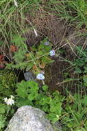 Image of Alpine forget-me-not