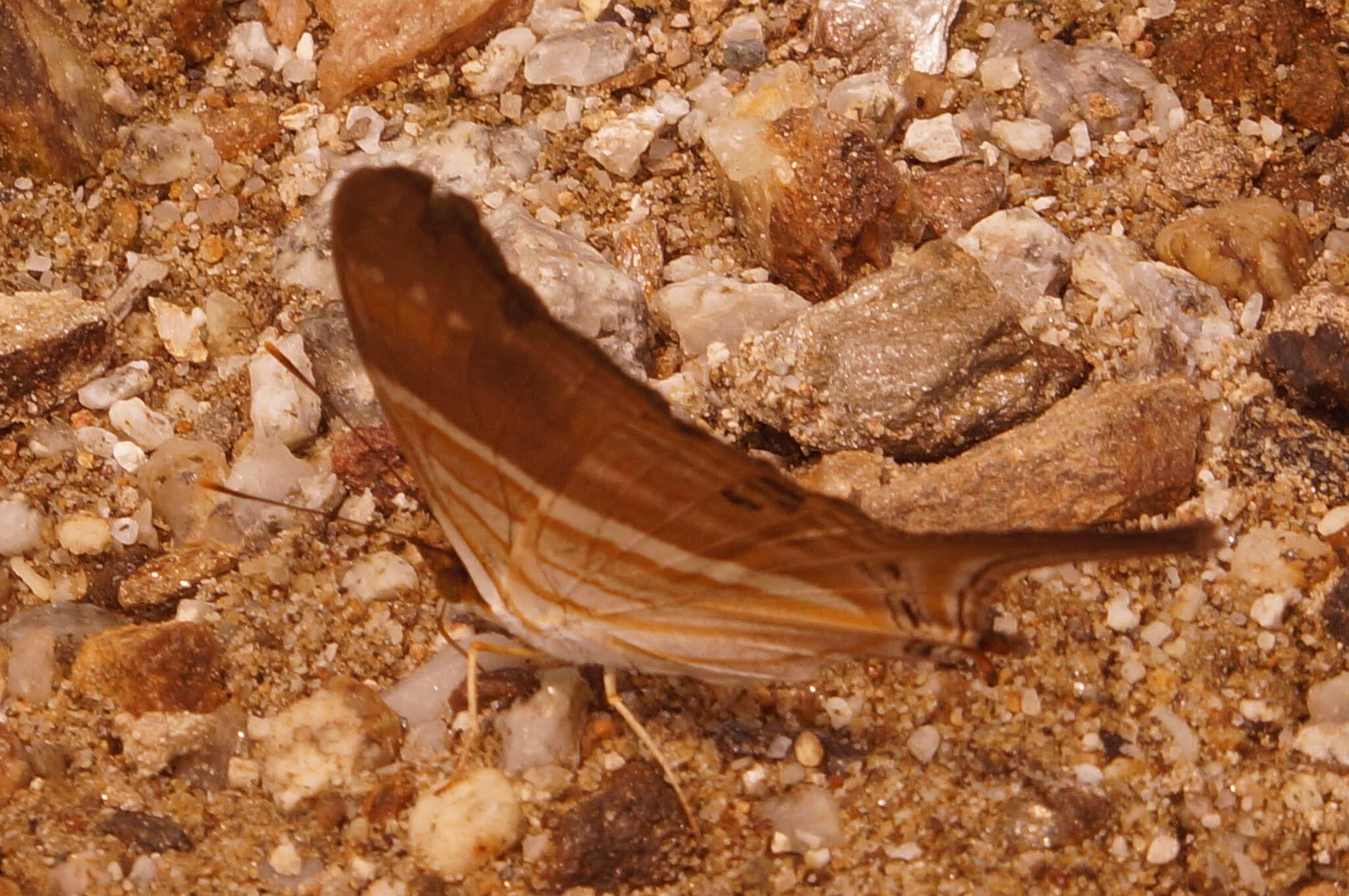 Image of Many-banded Daggerwing