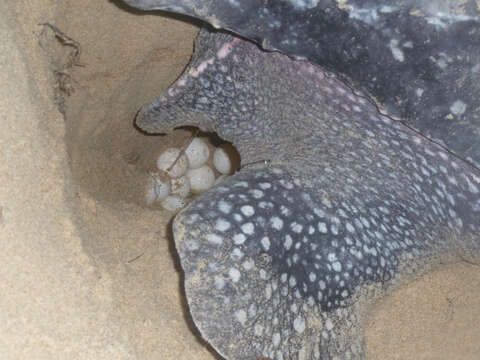 Image of Leatherback sea turtle