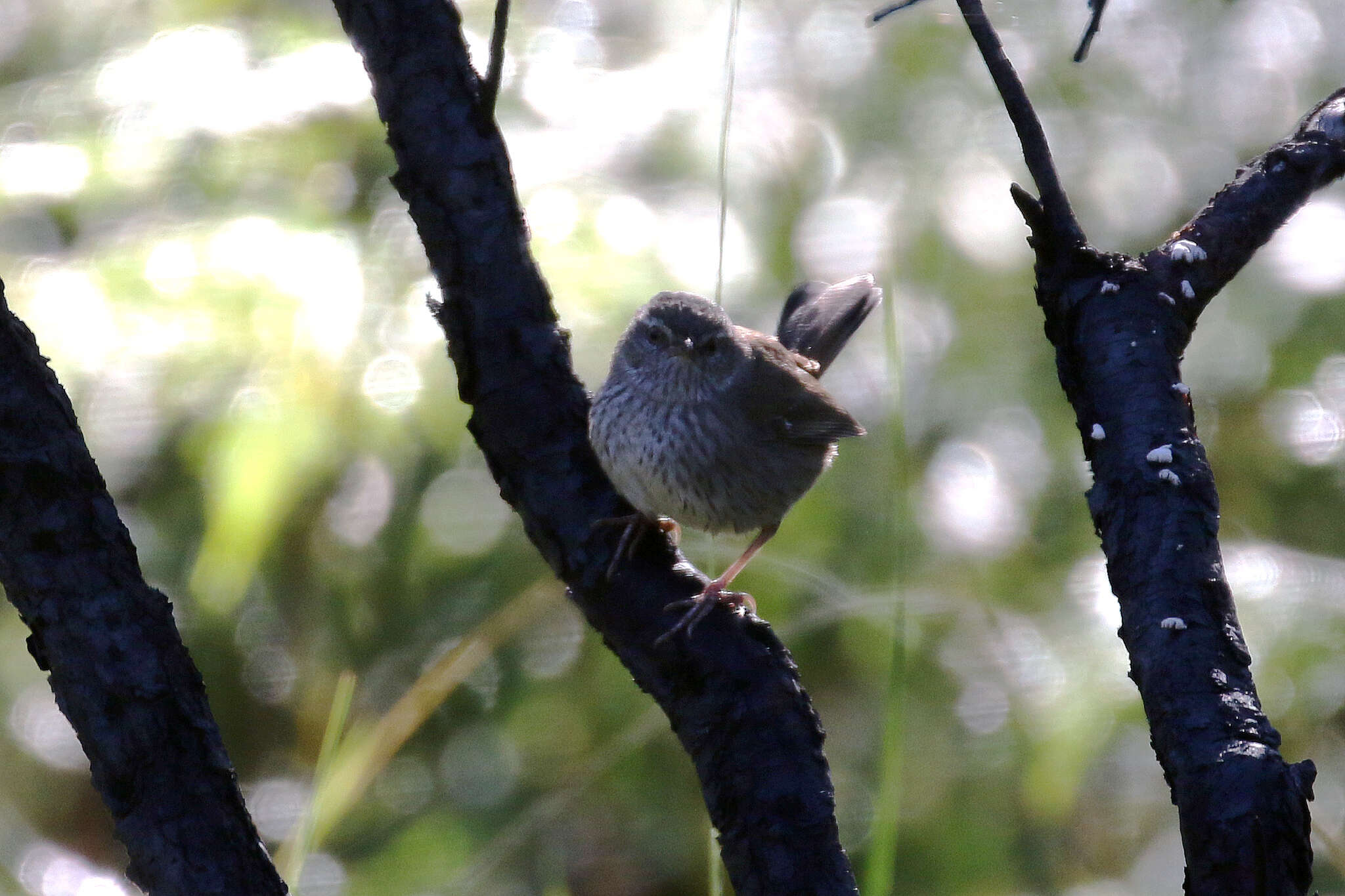 <i>Hylacola pyrrhopygius</i>的圖片