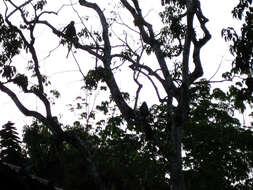 Image of North Sumatran Leaf Monkey