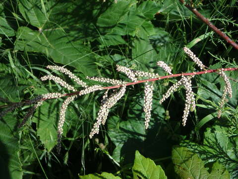 Image of Tamarisk