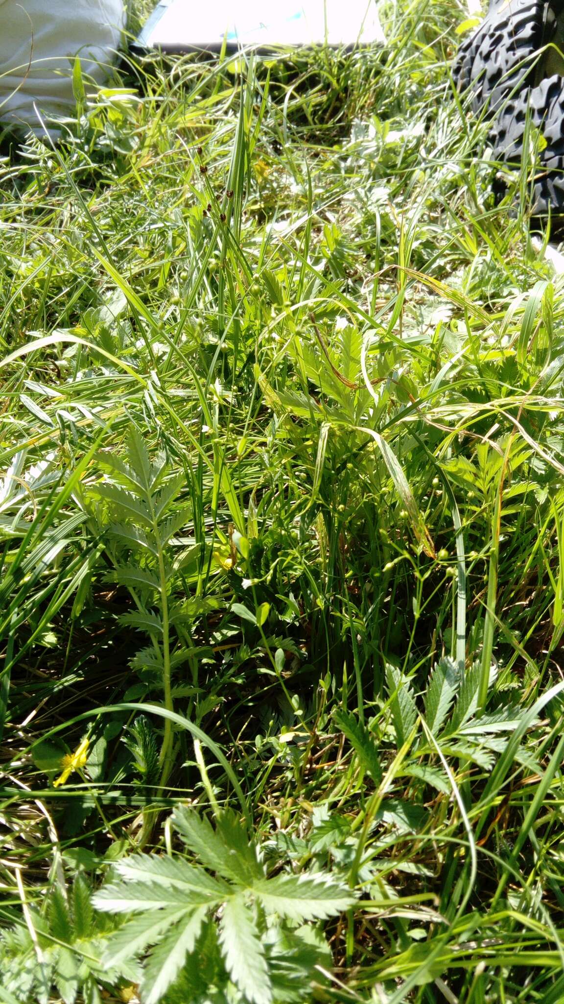 Image of purging flax, fairy flax