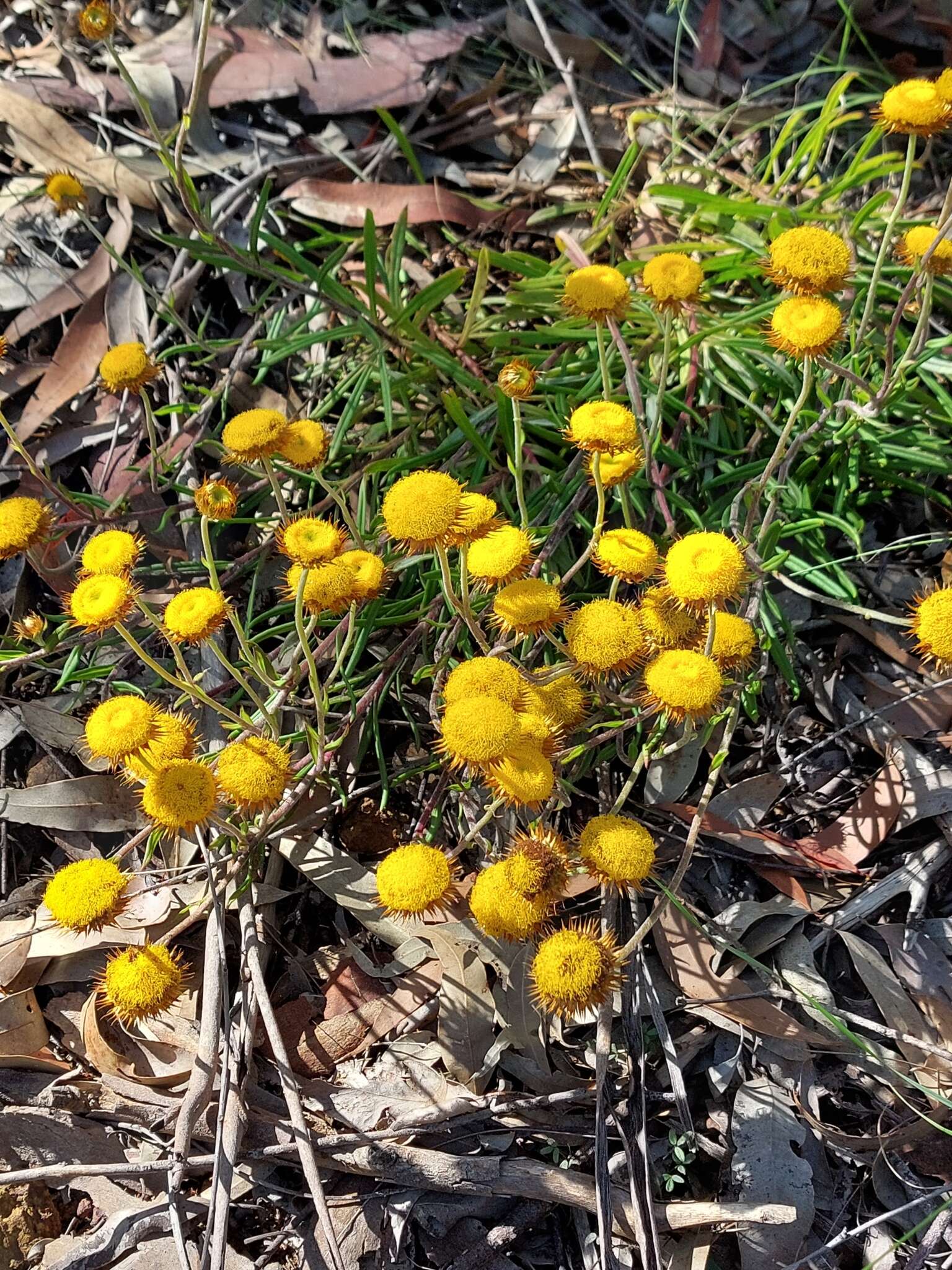 Image of Coronidium oxylepis (F. Müll.) Paul G. Wilson