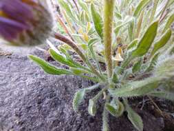 Imagem de Erigeron poliospermus A. Gray