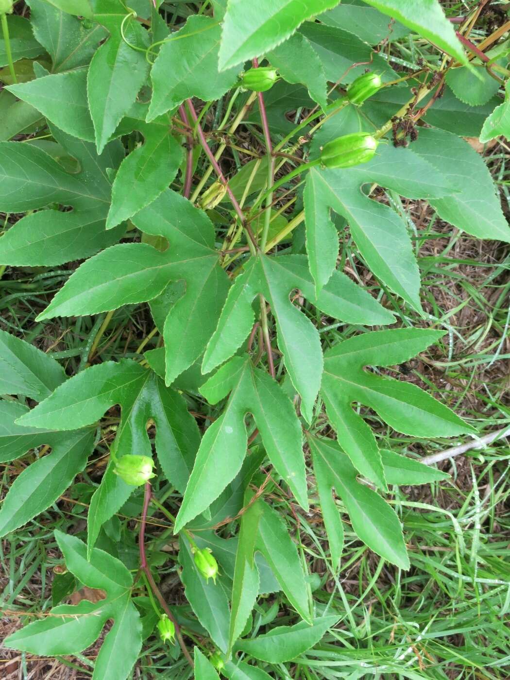 Plancia ëd Passiflora incarnata L.