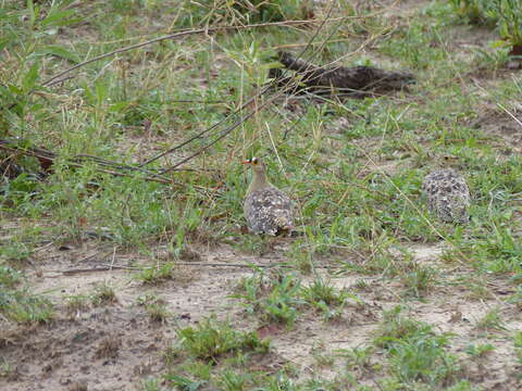 Image of Double-banded Sandgrouse