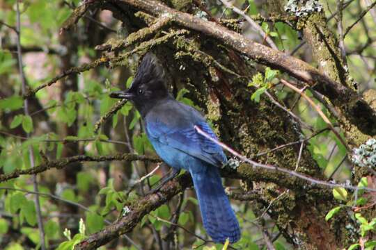 Image of Cyanocitta stelleri frontalis (Ridgway 1873)