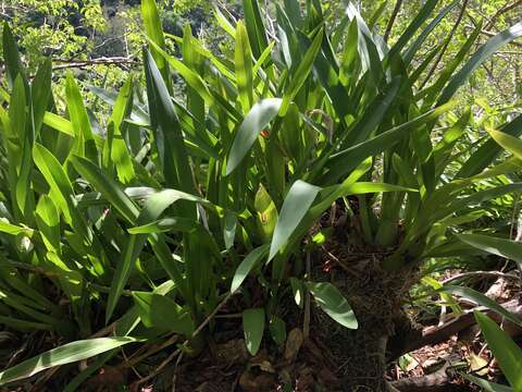 Image of Wydler's dancing-lady orchid