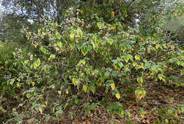 Image of Abutilon longicuspe Hochst. ex A. Rich.