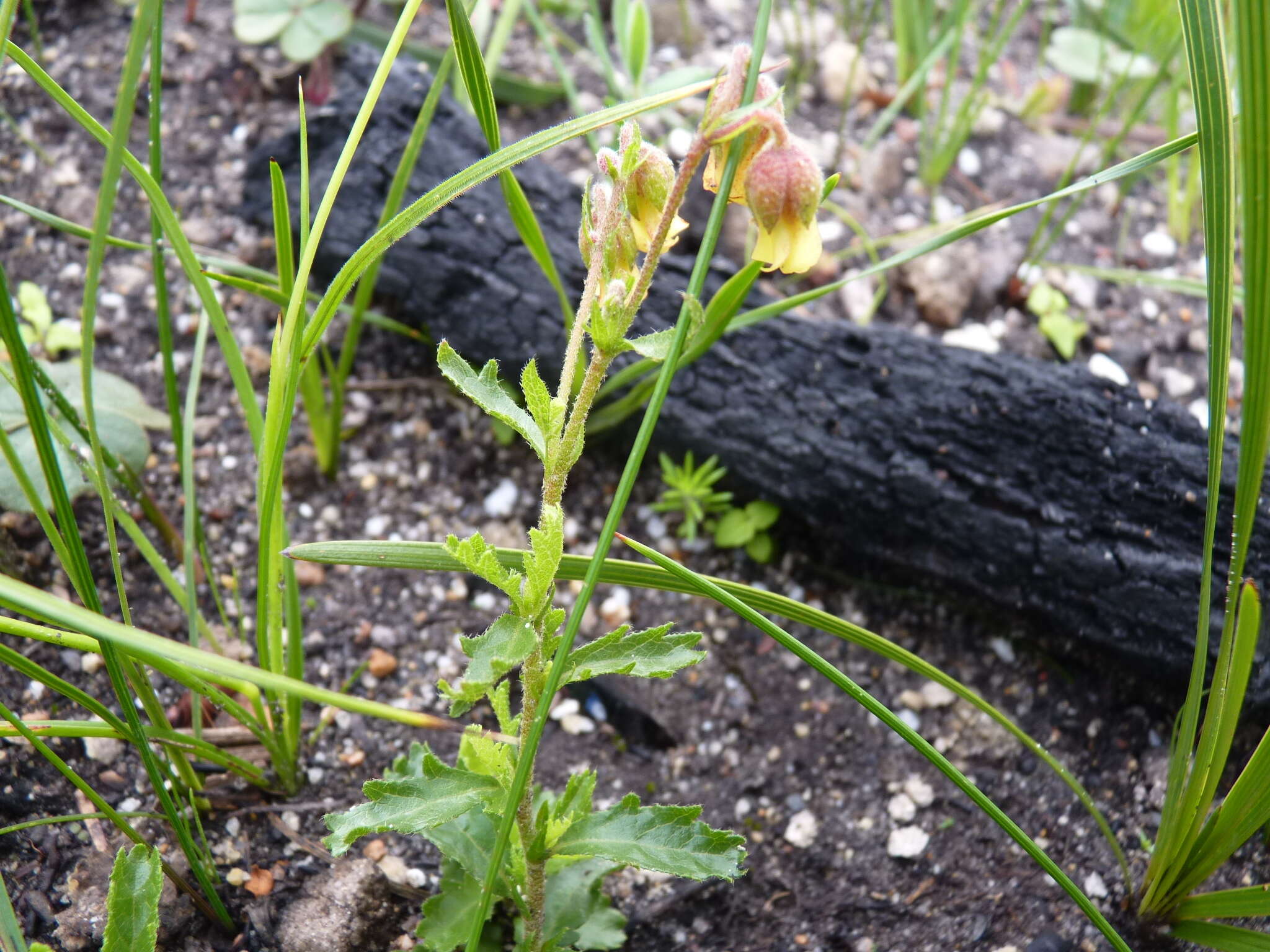 Plancia ëd Hermannia grossularifolia L.