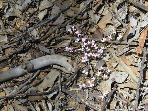 Image of Stylidium perula Wege