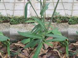 Plancia ëd Sonchus wightianus DC.