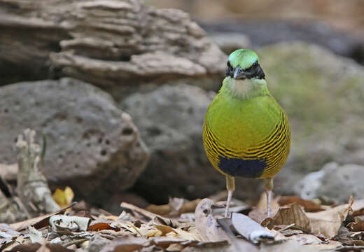 Image of Bar-bellied Pitta