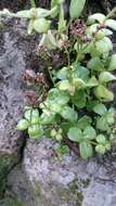 Image of Sedum rhodocarpum Rose