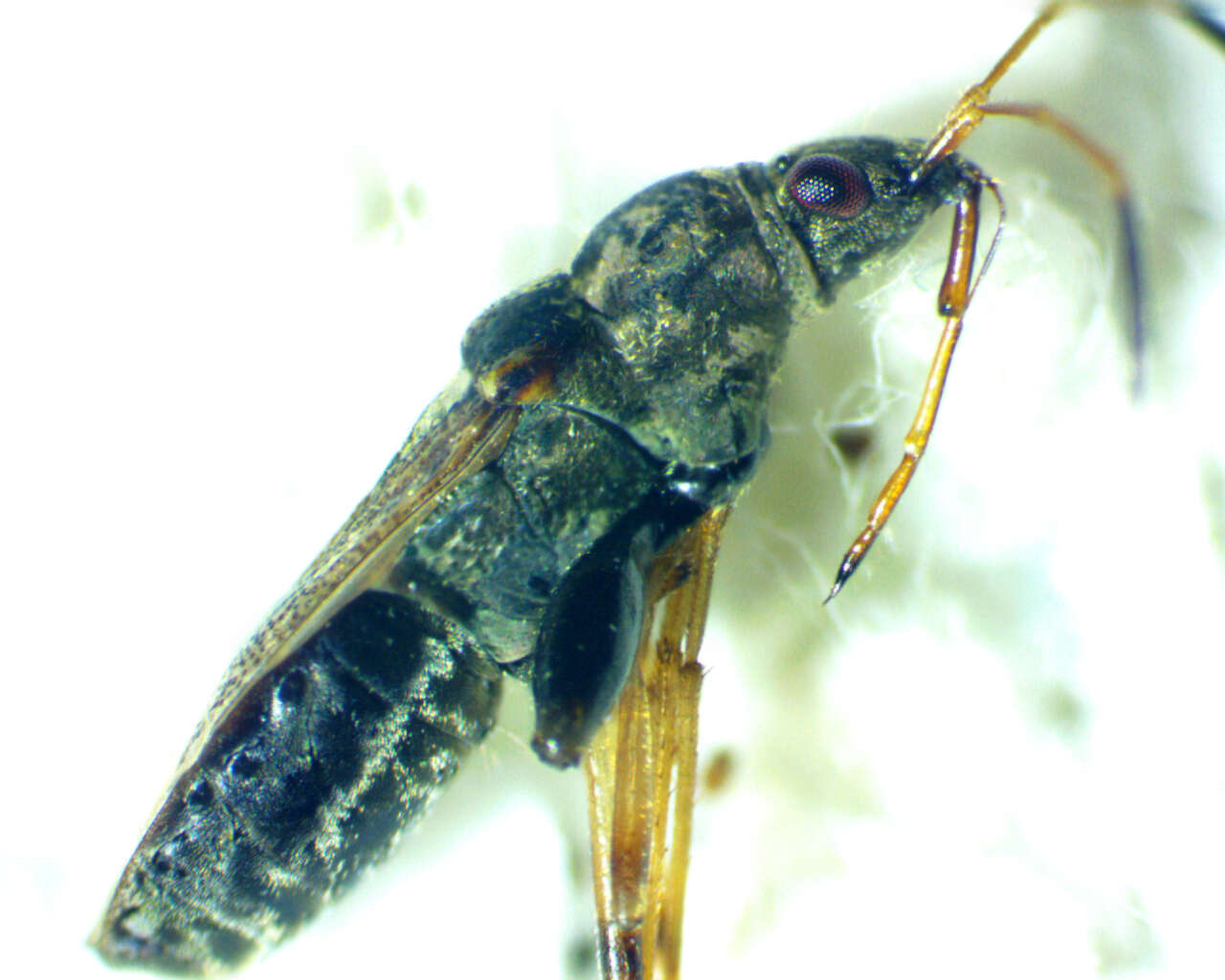 Image of Pseudopachybrachius basalis (Dallas & W. S. 1852)
