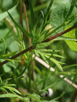 Image of Chaerophyllum novae-zelandiae K. F. Chung