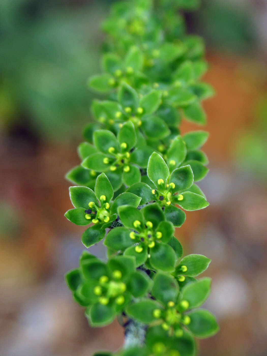 Image of Appalachian bunchflower