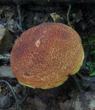 Image of Boletellus pseudochrysenteroides A. H. Sm. & Thiers 1971