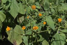 صورة Tithonia thurberi A. Gray