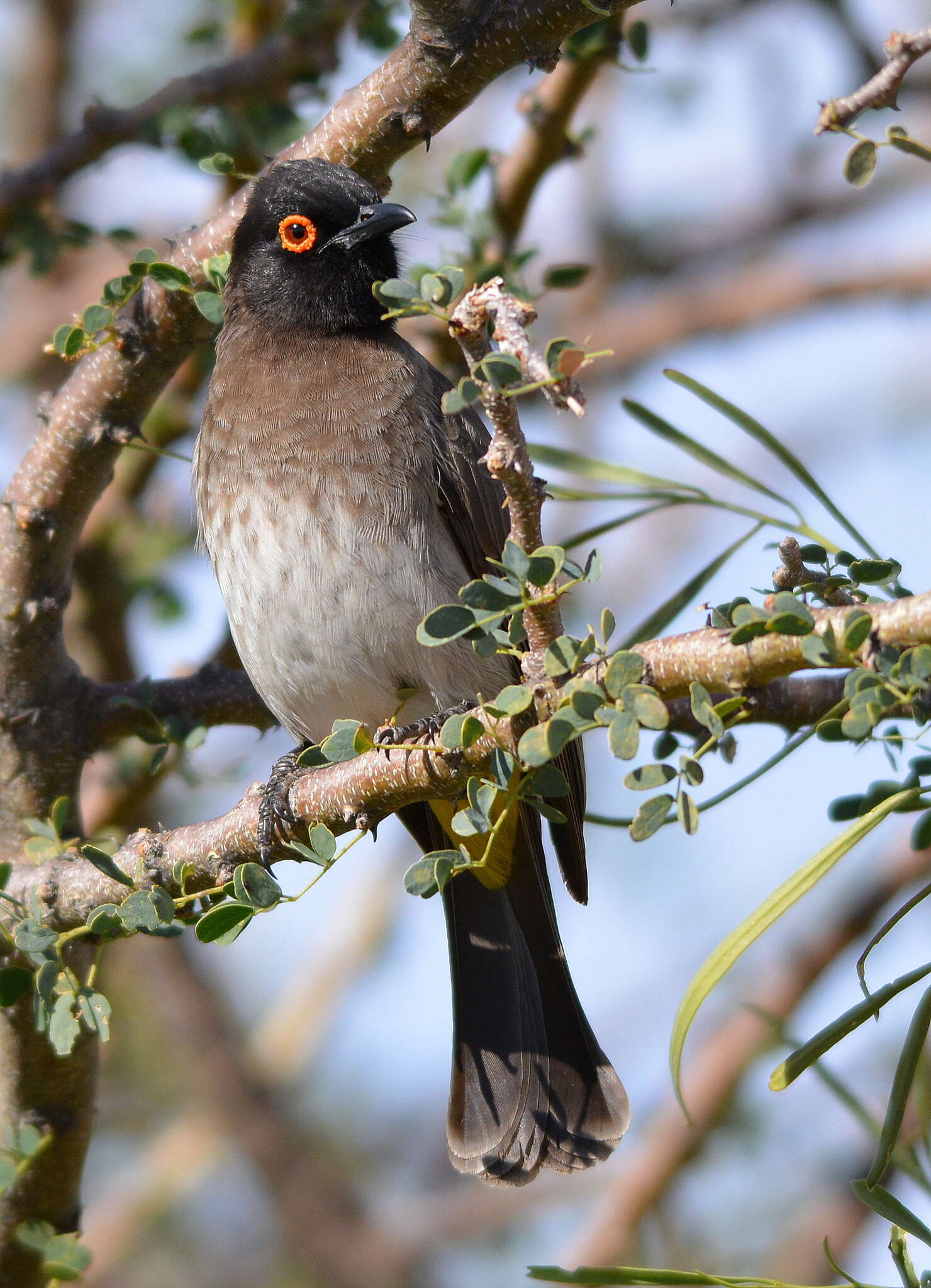 Image of African Red-eyed Bulbul