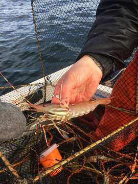 Image of California Spot Prawn