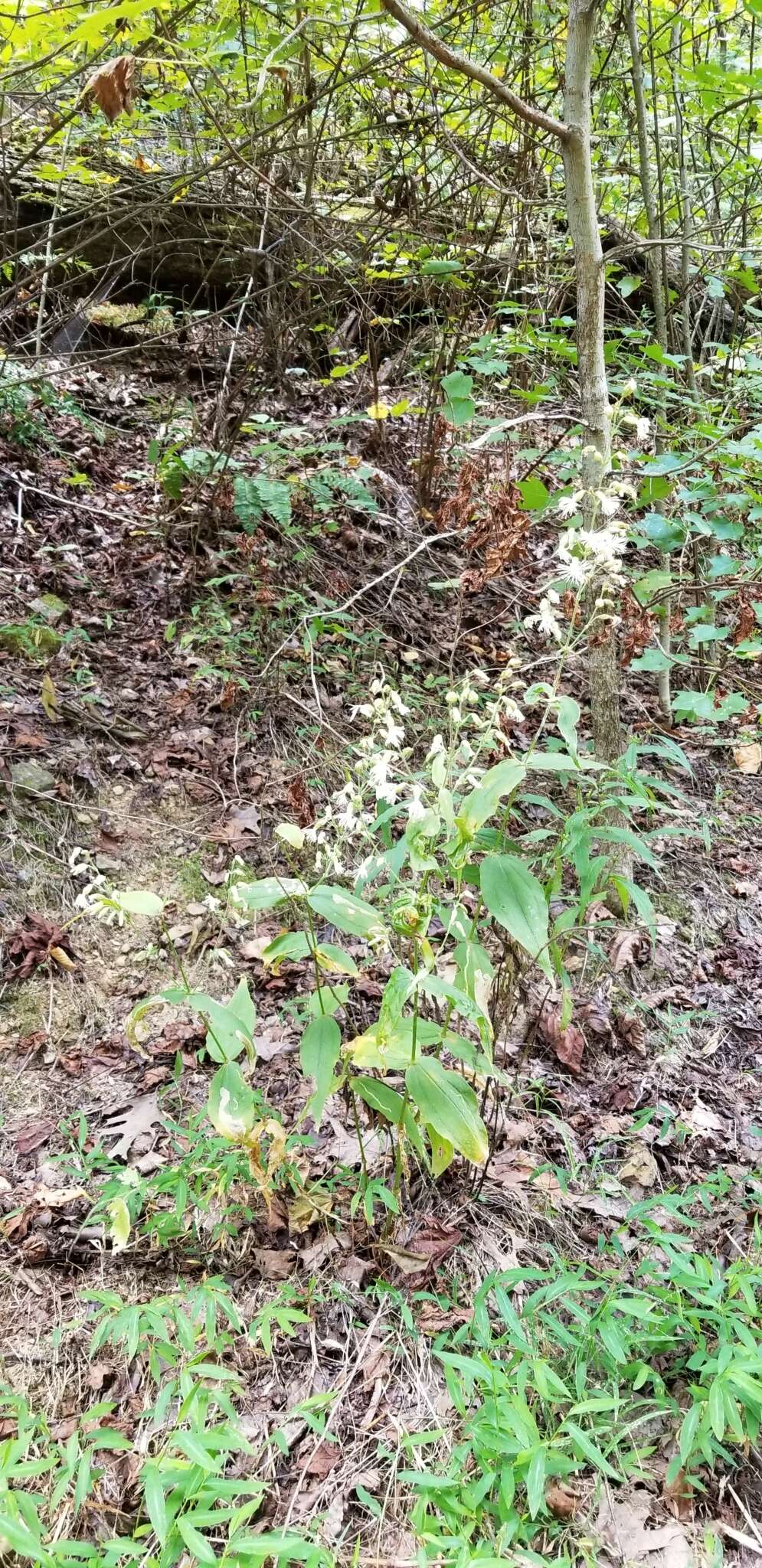 Image of Blue Ridge catchfly