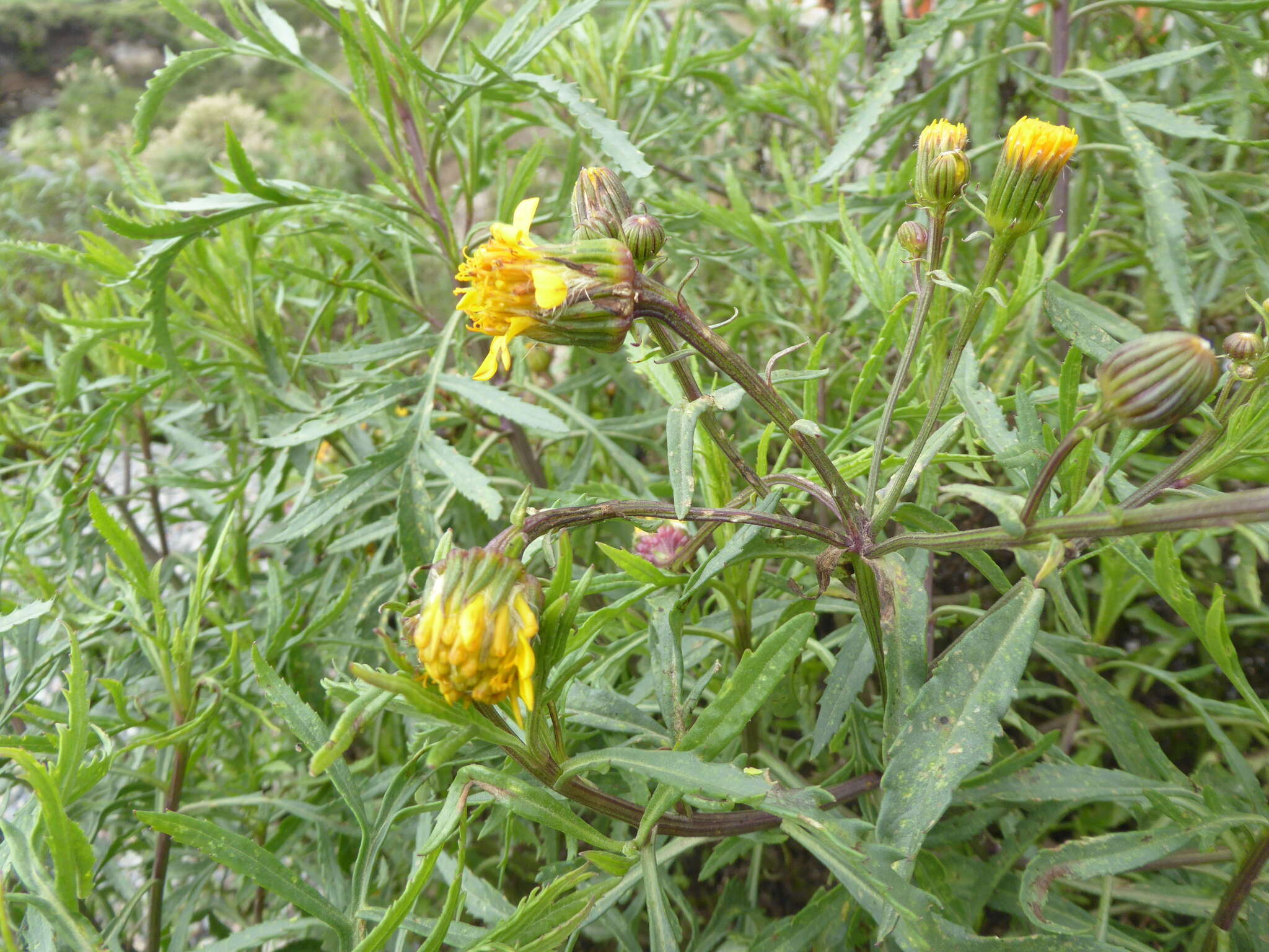 Sivun Senecio rudbeckiifolius Meyen & Walp. kuva